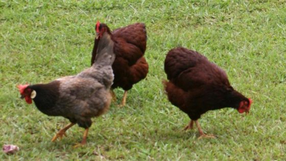 Backyard chickens in latest Canberra bird flu detection – MASHAHER