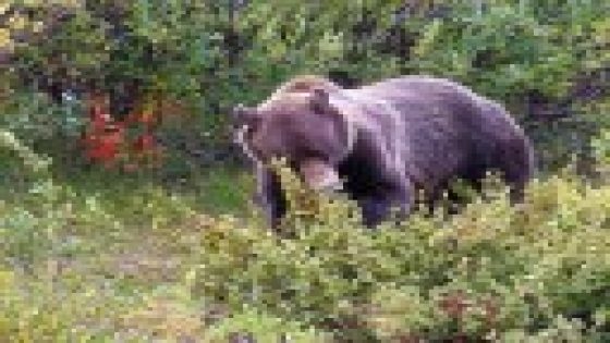 72-Year-Old Montana Man Shoots Grizzly That Attacked Him While He Was Picking Berries – MASHAHER