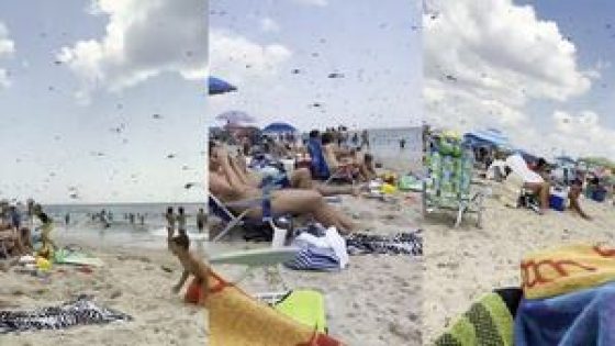 Video shows Thousands of dragonflies invading New England beach – MASHAHER