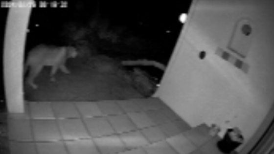 Large mountain lion caught on camera strolling through yard in California – MASHAHER