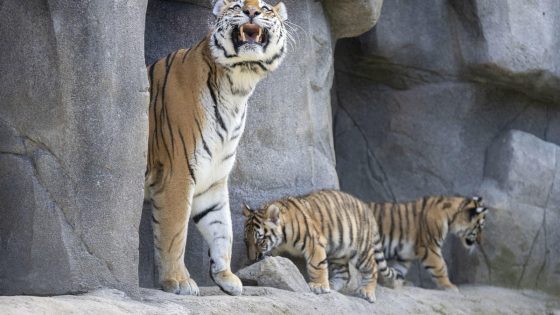 Endangered tiger cubs make their public debut at zoo in Germany – MASHAHER