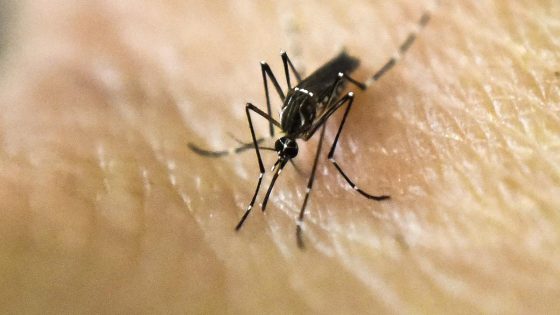 Dengue fever alert issued in Florida Keys after confirmed cases – MASHAHER