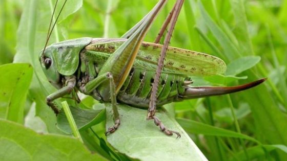 Crickets, locusts among 16 insects Singapore approves for human consumption – MASHAHER