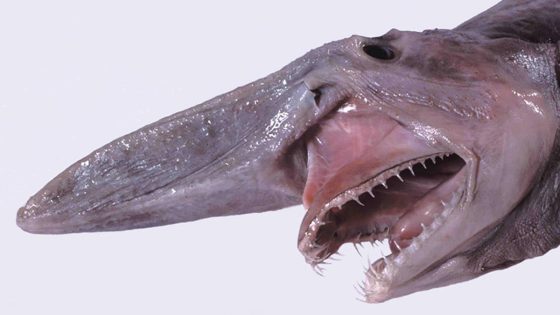 Shark species can get kind of weird. See 3 of the strangest wobbegongs, goblins and vipers. – MASHAHER