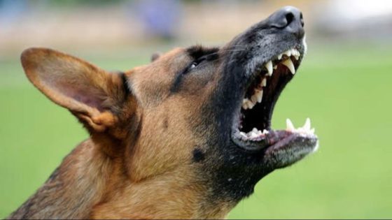 Infant mauled to death by stray dogs in Hyderabad – MASHAHER