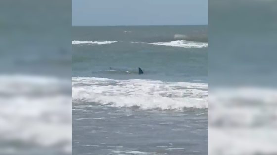 Shark believed to have attacked 4 people in waters off South Padre Island on Fourth of July – MASHAHER