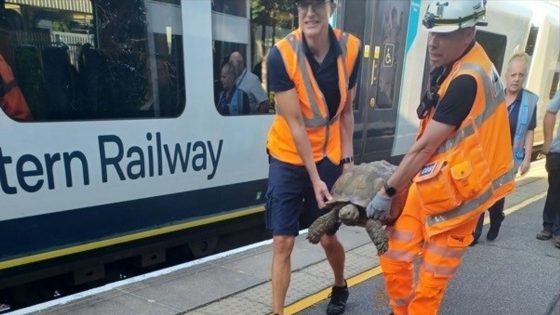 Tortoise causes train delays after slowly climbing on to tracks between Ascot and Bagshot | UK News – MASHAHER