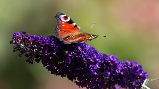 Public urged to count butterflies amid climate crisis threat | UK News – MASHAHER