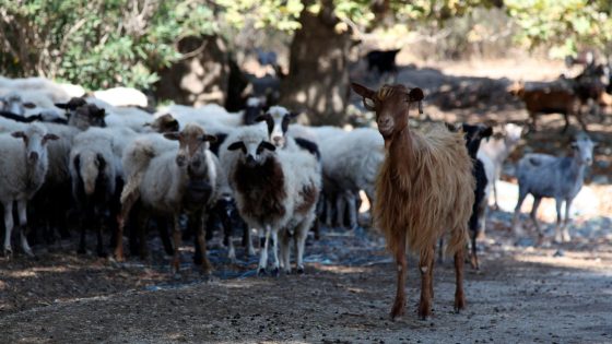 Greece bans movement of goats and sheep to combat spread of ‘goat plague’ | World News – MASHAHER