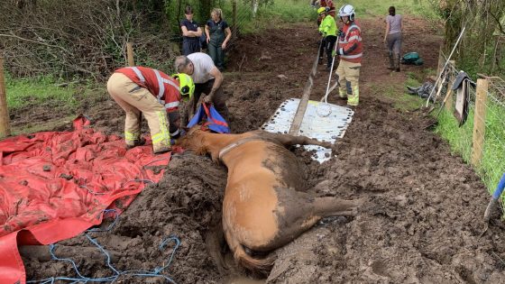 Fire crews rescue 20-year-old horse from bog in Brecon | UK News – MASHAHER