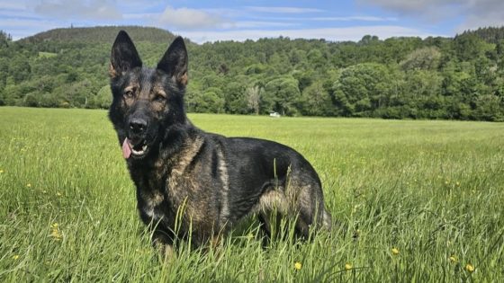 Police dog missing after running off in remote area | UK News – MASHAHER