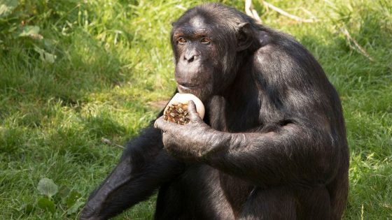 Edinburgh Zoo chimpanzee returns to troop after testicular surgery following deadly fight | UK News – MASHAHER