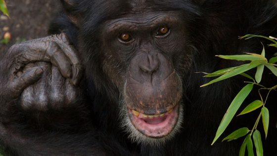 Edinburgh Zoo chimpanzee dies after suffering severe injuries in troop fight | UK News – MASHAHER