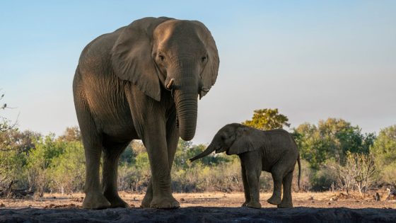 Spanish tourist killed by elephant ‘defending its young’ after man left vehicle to take photos | World News – MASHAHER