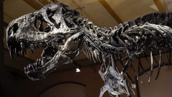 Tyrannosaurus rex could have been even bigger than previously thought, study suggests | Science & Tech News – MASHAHER