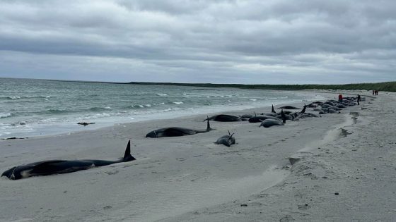 77 whales dead after mass stranding in Orkney | UK News – MASHAHER