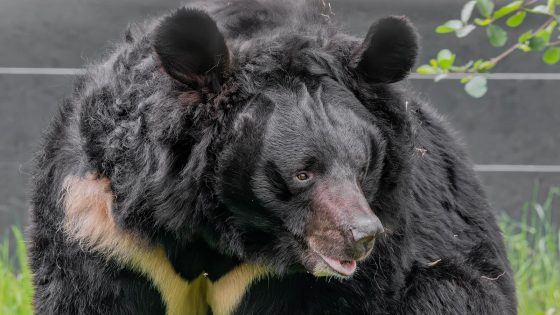 Bear rescued from Ukraine dies in Scottish zoo | UK News – MASHAHER