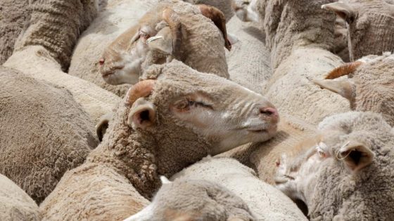 Farmers accuse government of disrespecting agriculture over live export ban – MASHAHER