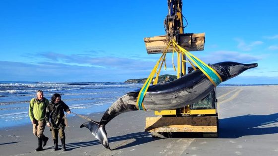 ‘Next to nothing is known about them’: World’s rarest whale washes up on beach – MASHAHER