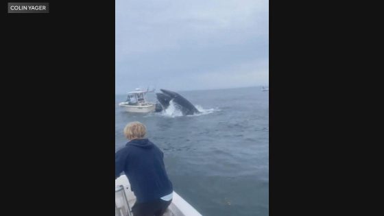 Video shows whale capsizing boat off New Hampshire coast, fishermen rescued – MASHAHER