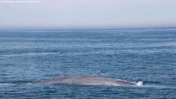 WATCH: Massive blue whale seen off the coast of Massachusetts in rare back-to-back sightings – MASHAHER