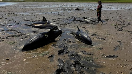 Dolphin mass stranding on Cape Cod found to be the largest in US history – MASHAHER