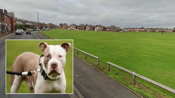 XL Bully dog left girl ‘bleeding like a tap’ after vicious attack – MASHAHER