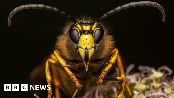 Scottish photographer captures the lives of insects in striking detail – MASHAHER