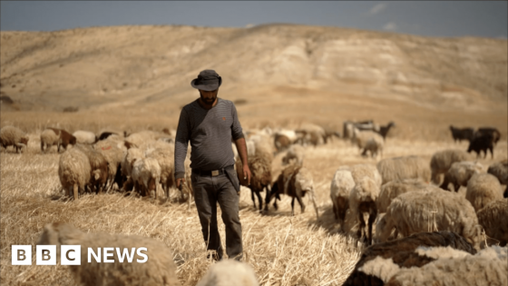 Confronting violent settlers in the occupied West Bank, together – MASHAHER