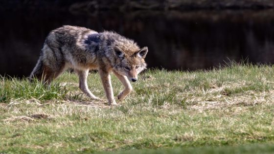 Webster police issue coyote warning after numerous sightings reported – MASHAHER