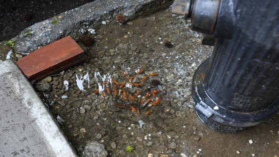 A homemade aquarium appeared in a Brooklyn tree bed. Then came the goldfish heist – MASHAHER