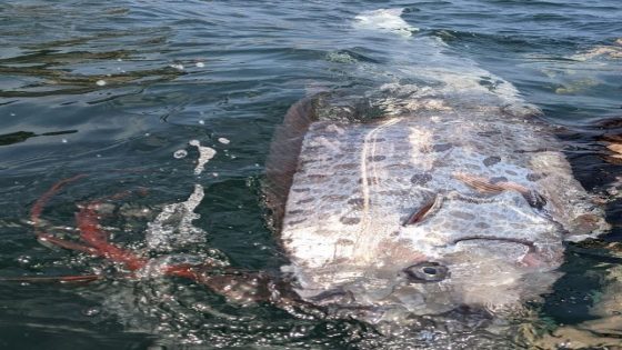 ‘Incredibly rare’ dead sea serpent surfaces in California waters; just 1 of 20 since 1901 – MASHAHER