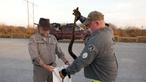 The hunt is on in the Everglades for invasive Burmese pythons – MASHAHER