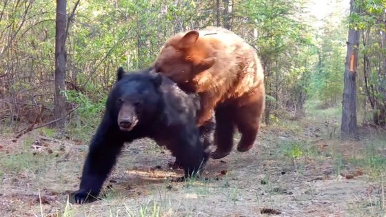 Trail-cam footage shows bears ‘foreplaying’ in Yukon forest – MASHAHER