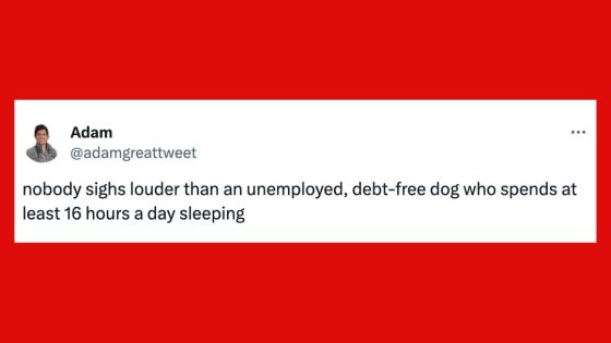 22 Of The Funniest Tweets About Cat And Dogs This Week (Aug. 24-30) – MASHAHER