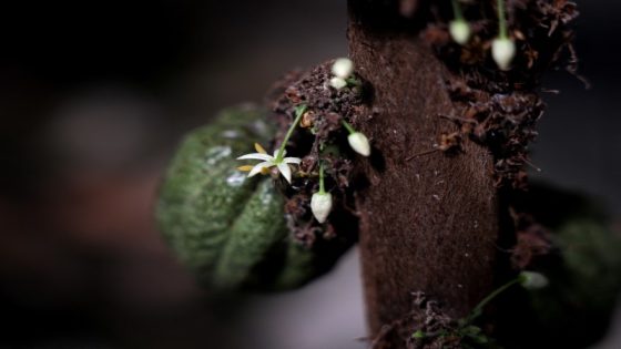 High hopes in Israel for ‘super hero’ cocoa that survived frontline conditions – MASHAHER