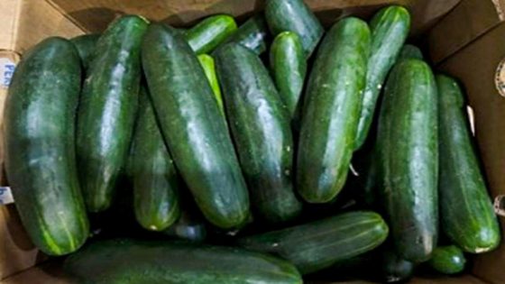 Recalled cucumbers linked to at least 449 illnesses have been pulled from stores, CDC says – MASHAHER