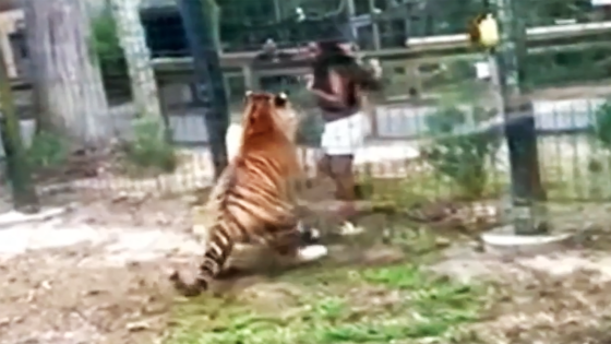 N.J. woman accused of climbing over zoo fence is charged after close call with tiger – MASHAHER