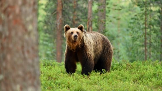 Man Who Shot Himself in Brown Bear Incident Says Attack Happened in ‘Four Seconds’ – MASHAHER