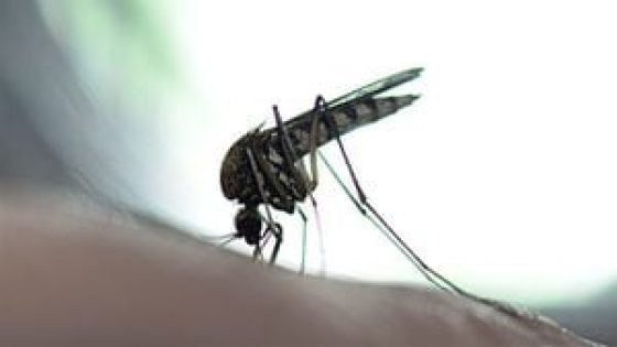 Fulton County government says locally trapped mosquitoes found carrying West Nile virus – MASHAHER