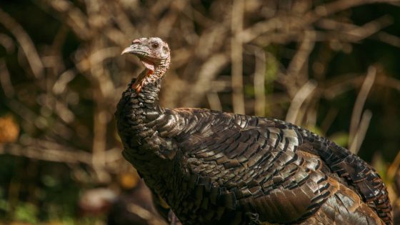 SC teens on a four-wheeler, motorcycle terrorized a turkey house. Now 200 animals are dead – MASHAHER