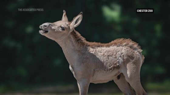 World’s rarest equid born at Chester Zoo – MASHAHER