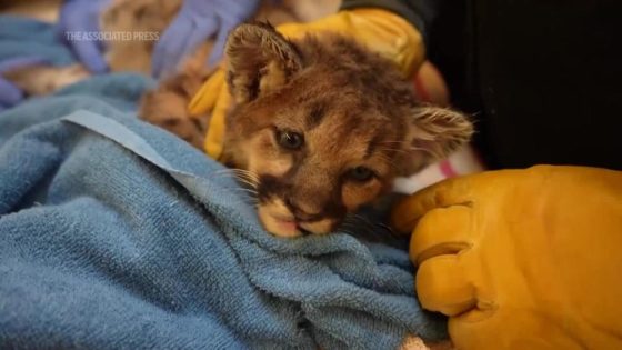 Meet Briar, a weeks-old mountain lion cub rescued by the Oakland Zoo – MASHAHER