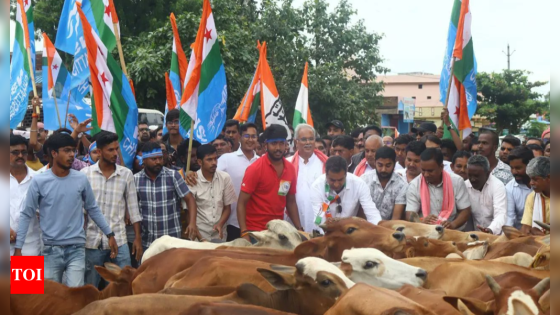 Chhattisgarh Congress takes stray cattle to government offices in protest | Raipur News – MASHAHER