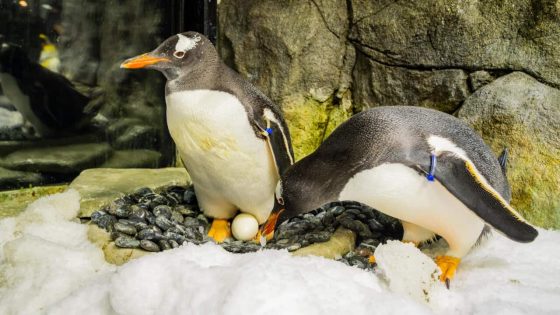 Sydney’s gay penguin who captured hearts around the world dies – MASHAHER