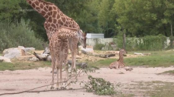 Naming 2 baby giraffes is a tall order for a Berlin zoo – MASHAHER