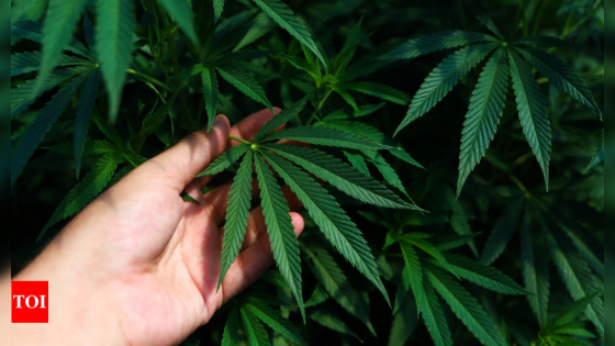 Cannabis: Cannabis key to reversing brain ageing: Study – MASHAHER