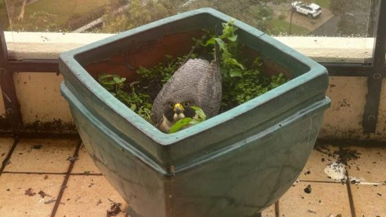 Peregrine falcon family lay eggs on Perth apartment balcony defying strata – MASHAHER