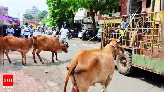 Stray cows pushed into swollen river in MP, some perish; 4 detained | India News – MASHAHER