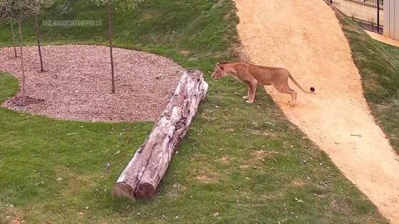 Lion rescued from warzone in Ukraine takes first steps outside at conservation center in UK – MASHAHER